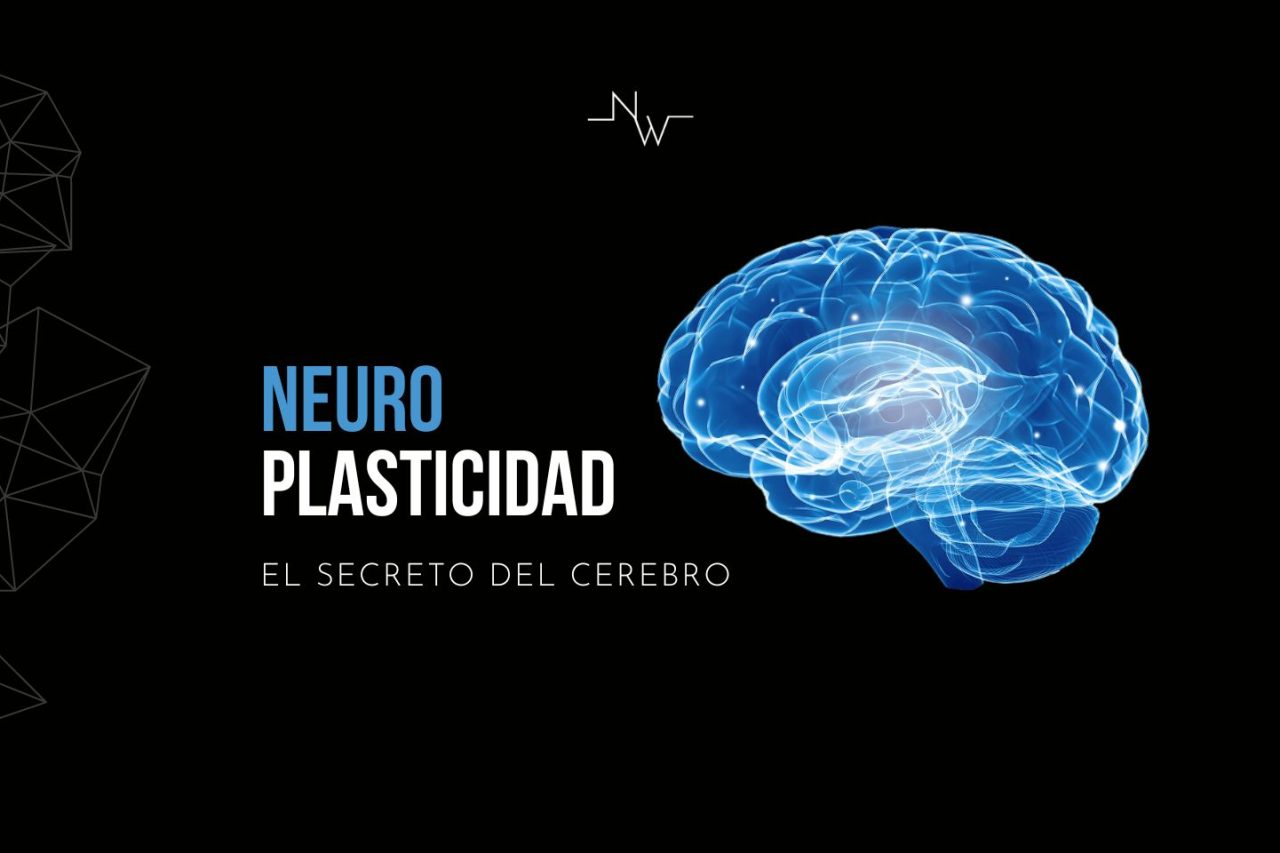 Neuroplasticidad Niwsion blog neuromarketing
